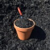 Black Medium bark ground cover